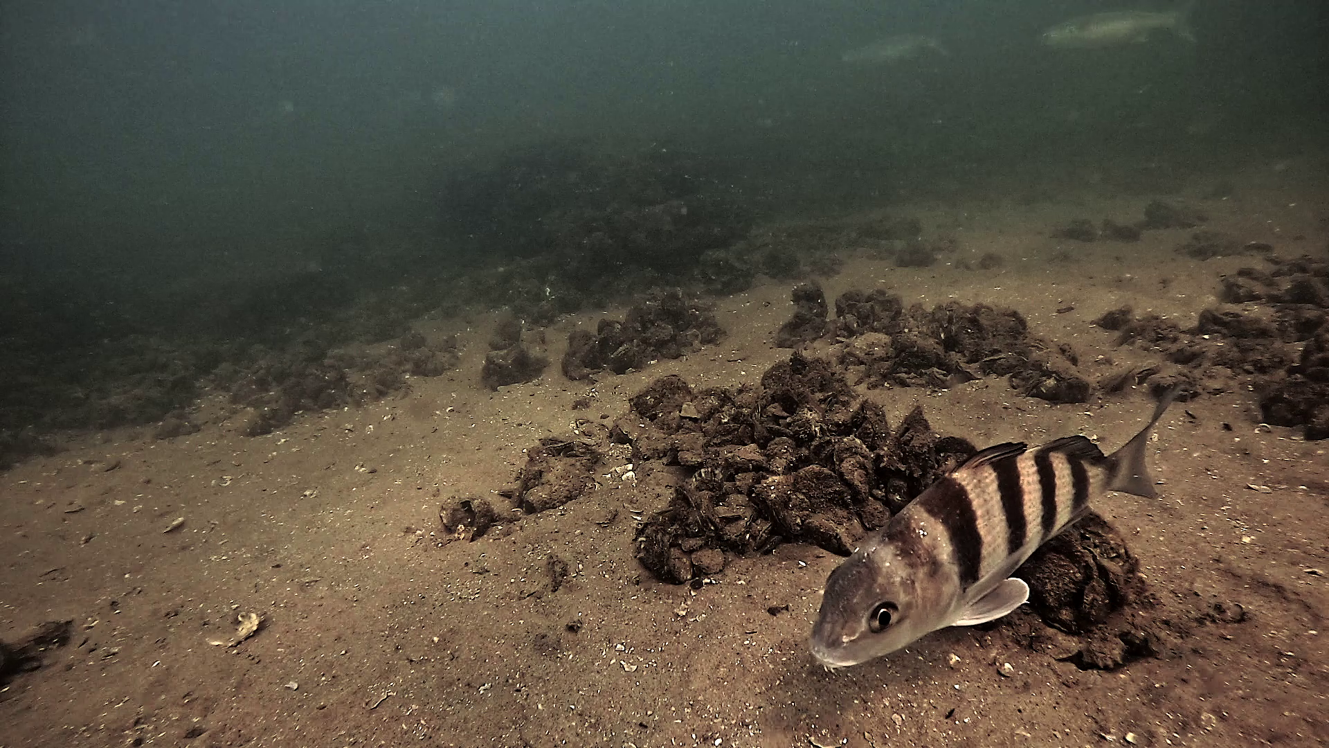 Underwater photo of a black drum fish